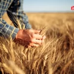 کشاورزی با قیمت تضمینی گندم 27 هزار و 500 تومان در مسیر نابودی قرار می‌گیرد / هدف اصلی تعیین قیمت تضمینی گندم کاهش کسری بودجه دولت است