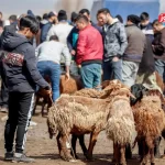 قیمت دام زنده امروز 1 آبان 1404 + جدول قیمت دام زنده امروز 1 آبان 1404 + جدول