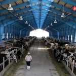 قیمت دام زنده امروز 4 آبان 1404 + جدول قیمت دام زنده امروز 4 آبان 1404 + جدول