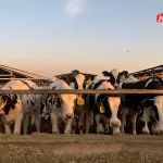 قیمت دام زنده امروز 6 آبان 1404 + جدول قیمت دام زنده امروز 6 آبان 1404 + جدول