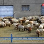 قیمت دام زنده امروز ۸ آبان 1404 + جدول قیمت دام زنده امروز ۸ آبان 1404 + جدول