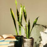 چرا برگ سانسوریا لوله می‌شود؟ علت‌ها و روش‌های درمان