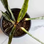 علت شل شدن و گندیدن برگ سانسوریا + درمان آن علت شل شدن و گندیدن برگ سانسوریا + درمان آن