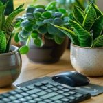 کدام گل و گیاه برای شغل شما مناسب است؟