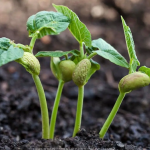 روش کشت روی پشته؛ روشی مؤثر در افزایش عملکرد و کاهش هزینه‌های تولید لوبیا