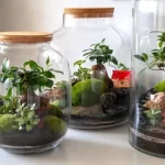 نگهداری گیاهان در تراریوم؛ نکاتی برای داشتن گیاهان شاداب و سالم نگهداری گیاهان در تراریوم؛ نکاتی برای داشتن گیاهان شاداب و سالم