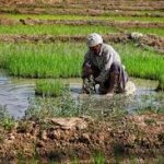 پاییز تلخ و بی‌رحم برای ایران/ کشاورزی در آستانه فروپاشی – سلام نو