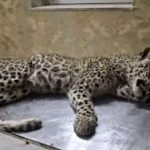 تلف‌شدن یک پلنگ ایرانی توسط سگ‌های گله – سلام نو