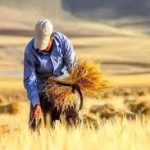 قیمت خرید تضمینی گندم نباید کمتر از ۳۰ هزار تومان باشد – سلام نو