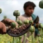 کشت خشخاش طبق قانون مطلقاً ممنوع است – سلام نو