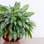 5 ترفند معجزهآسا برای رشد سریع آگلونما 5 ترفند معجزهآسا برای رشد سریع آگلونما