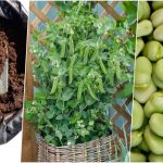 کاشت باقلا سبز در گلدان؛ قدم به قدم برای داشتن گیاهی شاداب در پاییز