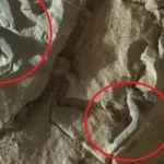 آیا ناسا به ما دروغ می‌گوید؟ ادعای عجیب یک دانشمند درباره وجود موجودات زنده در مریخ