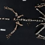 کشف یکی از قدیمی‌ترین دایناسورهای جهان در آرژانتین