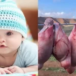 خواص دنبلان گوسفندی برای مردان و پسردار شدن و دوقلوزایی و تعیین جنسیت