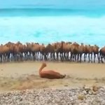 فیلم پربازدید از حمام شترها در آب‌های نیلگون خلیج فارس + فیلم – سلام نو