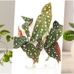 9 گیاهی که برای رشد، به آب ته گلدان نیاز دارند 9 گیاهی که برای رشد، به آب ته گلدان نیاز دارند