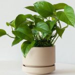 8 روش ساده برای پرپشت شدن پتوس