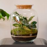 گیاهان مناسب برای تراریوم؛ سبزهای کوچک و مقاوم برای فضای خانه گیاهان مناسب برای تراریوم؛ سبزهای کوچک و مقاوم برای فضای خانه