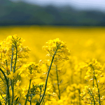 شروع کشت پاییزه کلزا در مناطق آذربایجان‌غربی – سلام نو