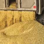 دامداران گرفتار «خرید دو فاکتوره» شدند