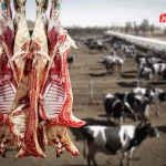 دست‌های پشت پرده عامدانه قیمت گوشت را افزایش می‌دهند؟ / قیمت نهایی گوشت فقط به نرخ فروش دام زنده محدود نمی‌شود