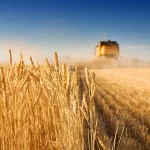 قیمت خرید تضمینی گندم برای سال زراعی جدید نباید از ۳۰ هزار و ۵۰۰ تومان کمتر باشد