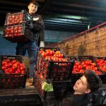 افزایش شدید قیمت گوجه در بازار