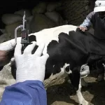 دامداران با شیوع بیماری تب برفکی رو‌به‌رو هستند