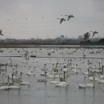 تاریانه خشکسالی بر پیکر تالاب های آذربایجان غربی