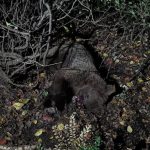 خرس قهوه‌ای در برخورد با قطار جان باخت – سلام نو