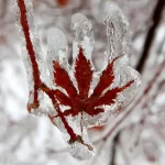 هشدار سرمای بی سابقه در اکثر مناطق کشور+ فیلم