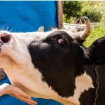 تصمیم جدید دولت در پی شیوع تب برفکی/ توزیع کارت کالایی لبنیات تصمیم جدید دولت در پی شیوع تب برفکی/ توزیع کارت کالایی لبنیات