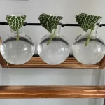 چطور فیتونیا را در آب نگهداری کنیم؟ روش ساده و بدون خاک