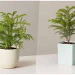 ترفندهایی برای شاداب شدن گیاه کاج مطبق؛ نکات طلایی برای مراقبت بهتر