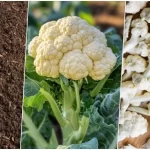 آموزش کاشت گل کلم در گلدان خانه + روش نگهداری