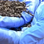 تشخیص زمان مرگ با هوش مصنوعی توسط پزشکی قانونی / تکنیکی جدید با اثرانگشت شیمیایی حشرات