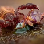 تصاویر برگزیده مسابقه عکاسی حیات وحش 2025 اروپا