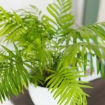 چرا گیاه شامادورا رشد نمی‌کند؟ دلایل و روش‌های احیای آن