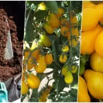 راهنمای کاشت گوجه گلابی زرد (گوجه لامپی) در گلدان + نگهداری