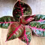 راز رشد پاجوش در آگلونما؛ فوت‌و‌فن مراقبت از پاجوش‌های تازه