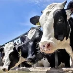 تب برفکی در کمین خراسان شمالی