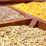 دست رانت‌خواران واردات نهاده در جیب دامداران