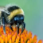 حیرت دانشمندان از یادگیری خواندن کد مورس ساده توسط زنبورهای عسل!