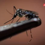 کم بارشی باعث از بین رفتن خطر پشه آئدس نمی‌شود