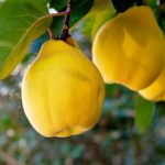 خواص میوه به و طریقه مصرف آن برای سلامتی • مجله تصویر زندگی