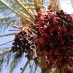 ایران بزرگترین صادرکننده خرما در جهان است